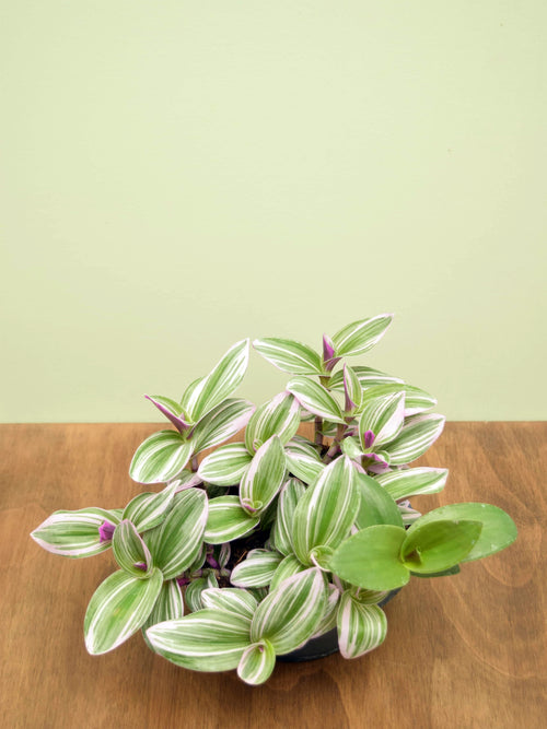 Tradescantia albiflora 'Nanouk'