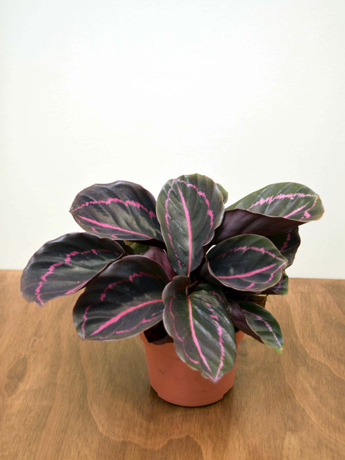 Calathea roseopicta 'Dottie'