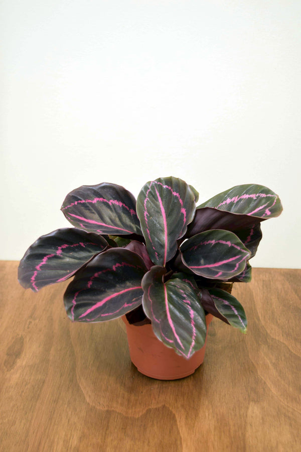 Calathea roseopicta 'Dottie'