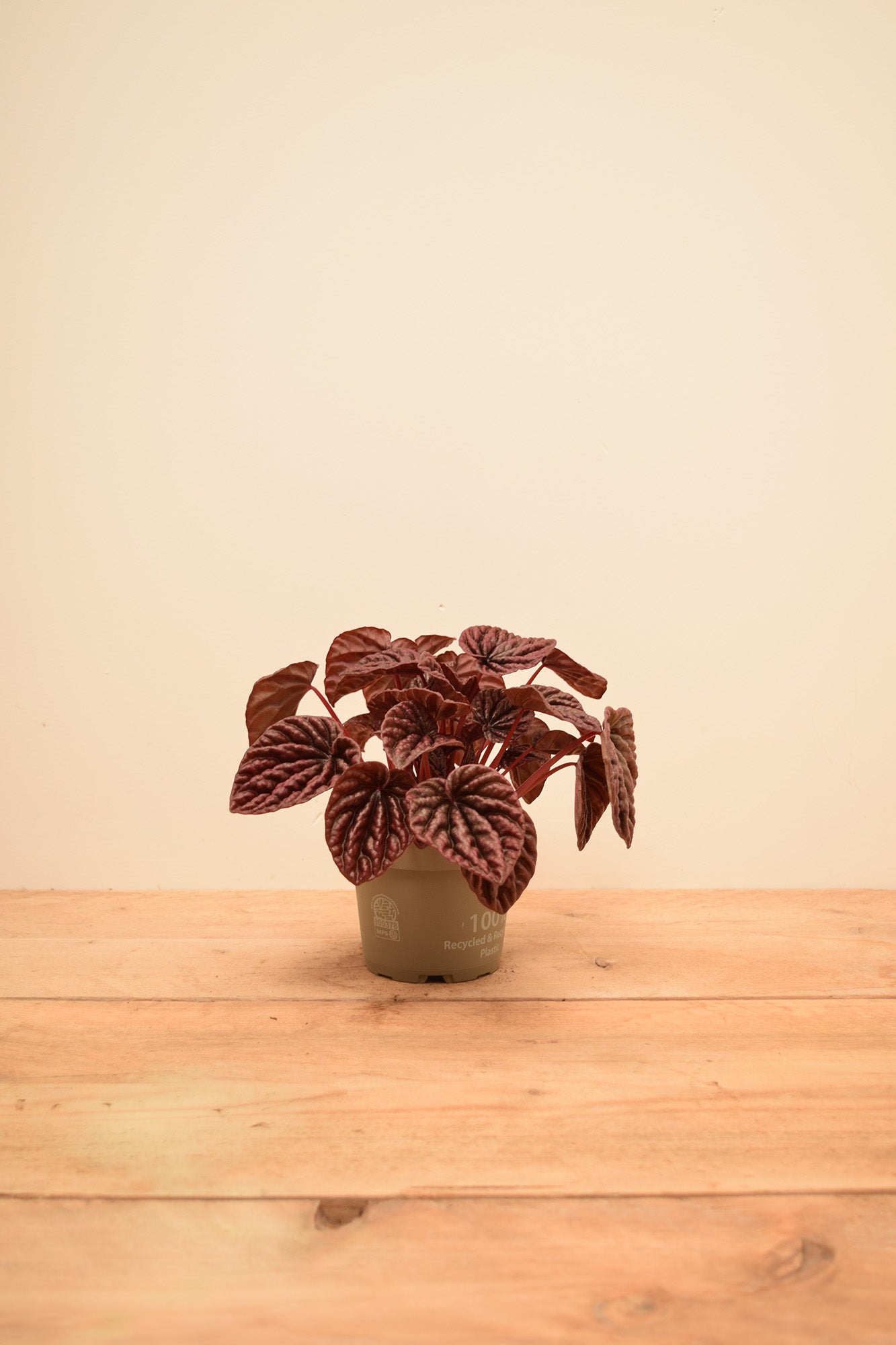 Peperomia caperata 'Red Luna'