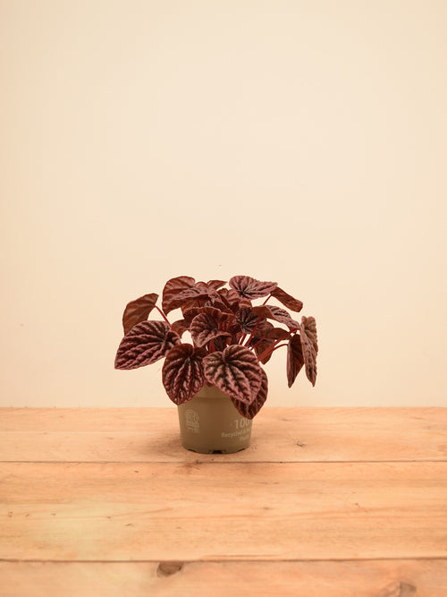 Peperomia caperata 'Red Luna'