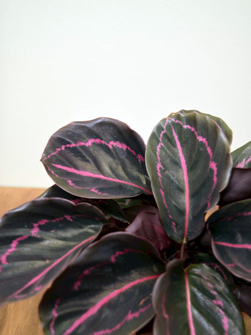 Calathea roseopicta 'Dottie'