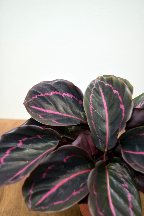 Calathea roseopicta 'Dottie'