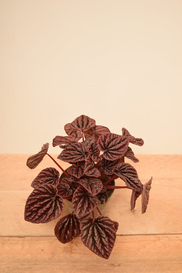Peperomia caperata 'Red Luna'