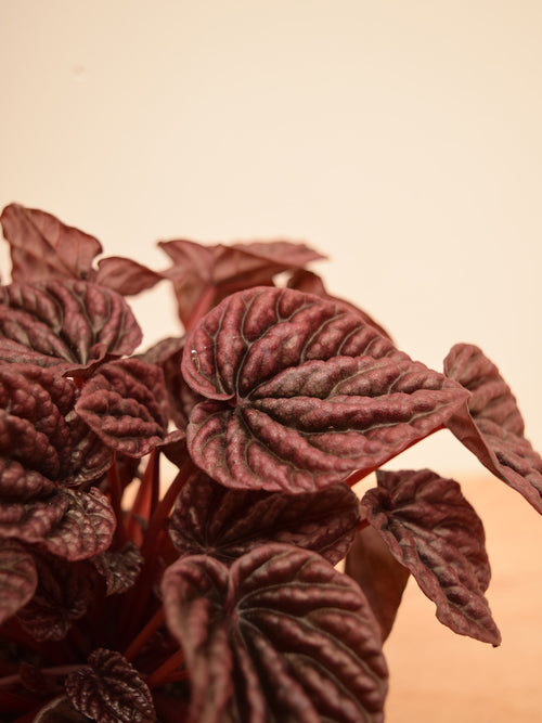 Peperomia caperata 'Red Luna'