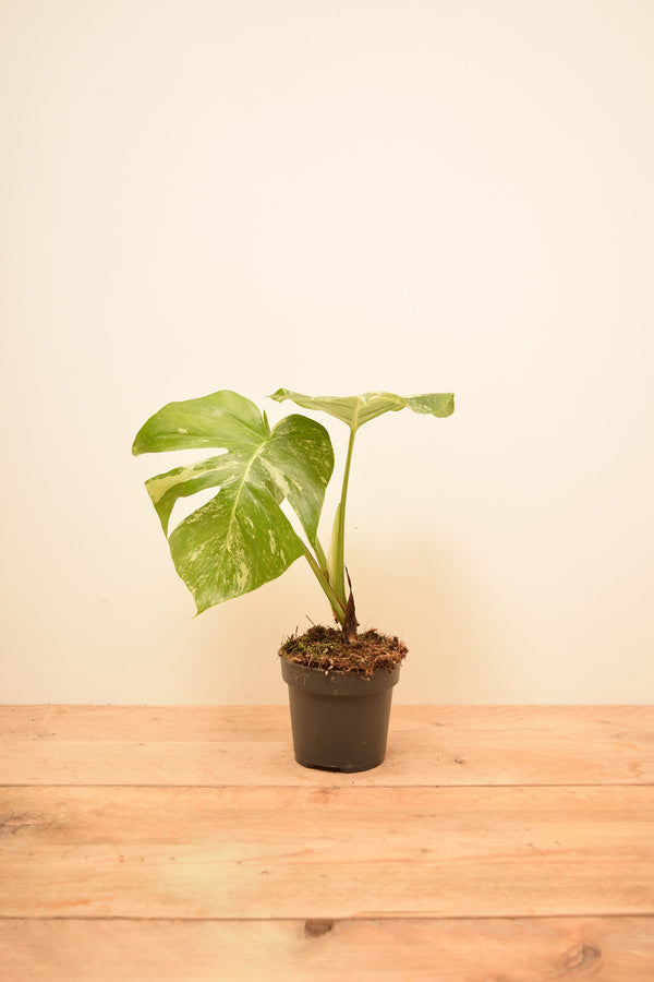 Monstera deliciosa 'Albo Variegata'