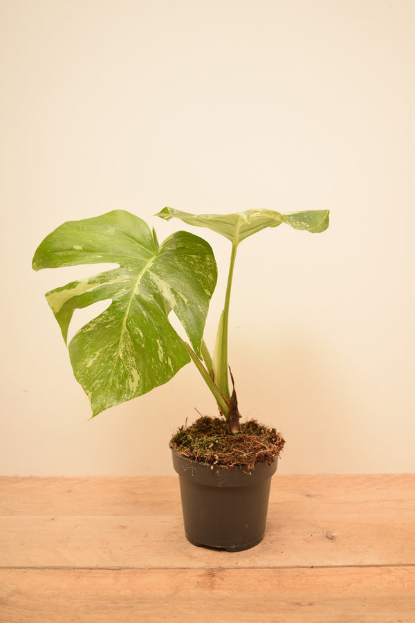 Monstera deliciosa 'Albo Variegata'
