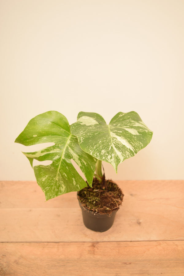 monstera deliciosa albo variegata uk Monstera deliciosa 'Albo Variegata'