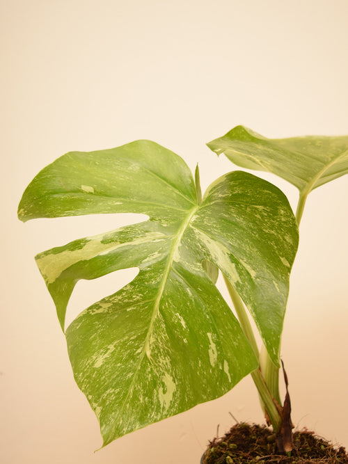 Monstera deliciosa 'Albo Variegata'