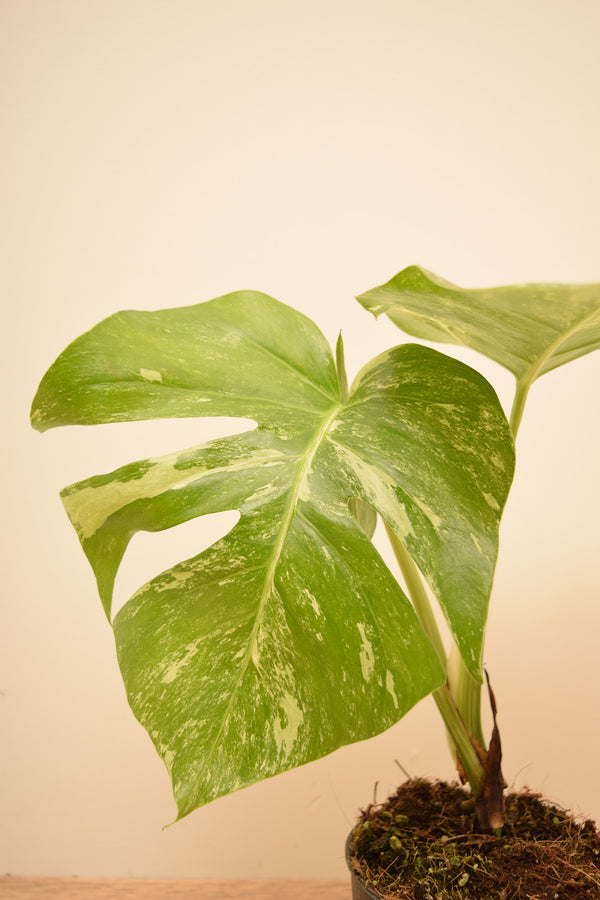 Monstera deliciosa 'Albo Variegata'