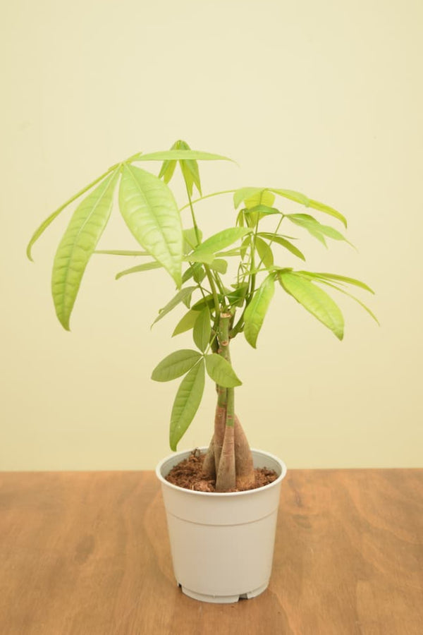 money tree plant uk Pachira aquatica