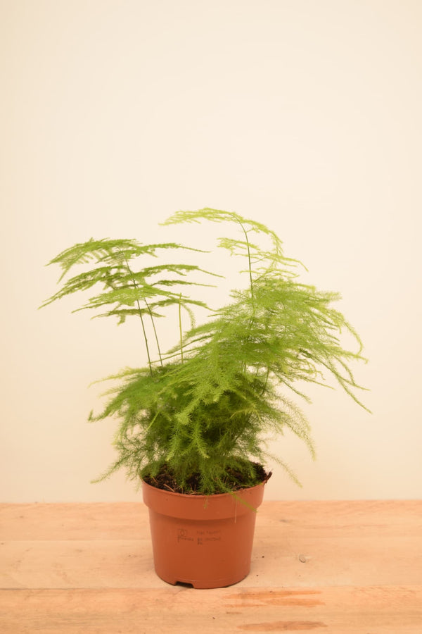 Asparagus setaceus