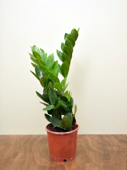 Zamioculcas zamiifolia