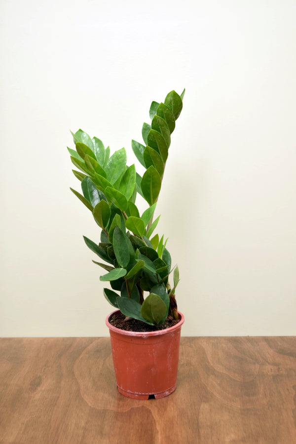 Zamioculcas zamiifolia