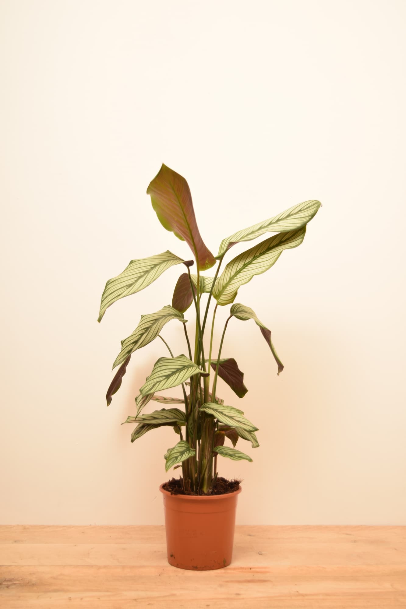 Goeppertia majestica 'Whitestar'