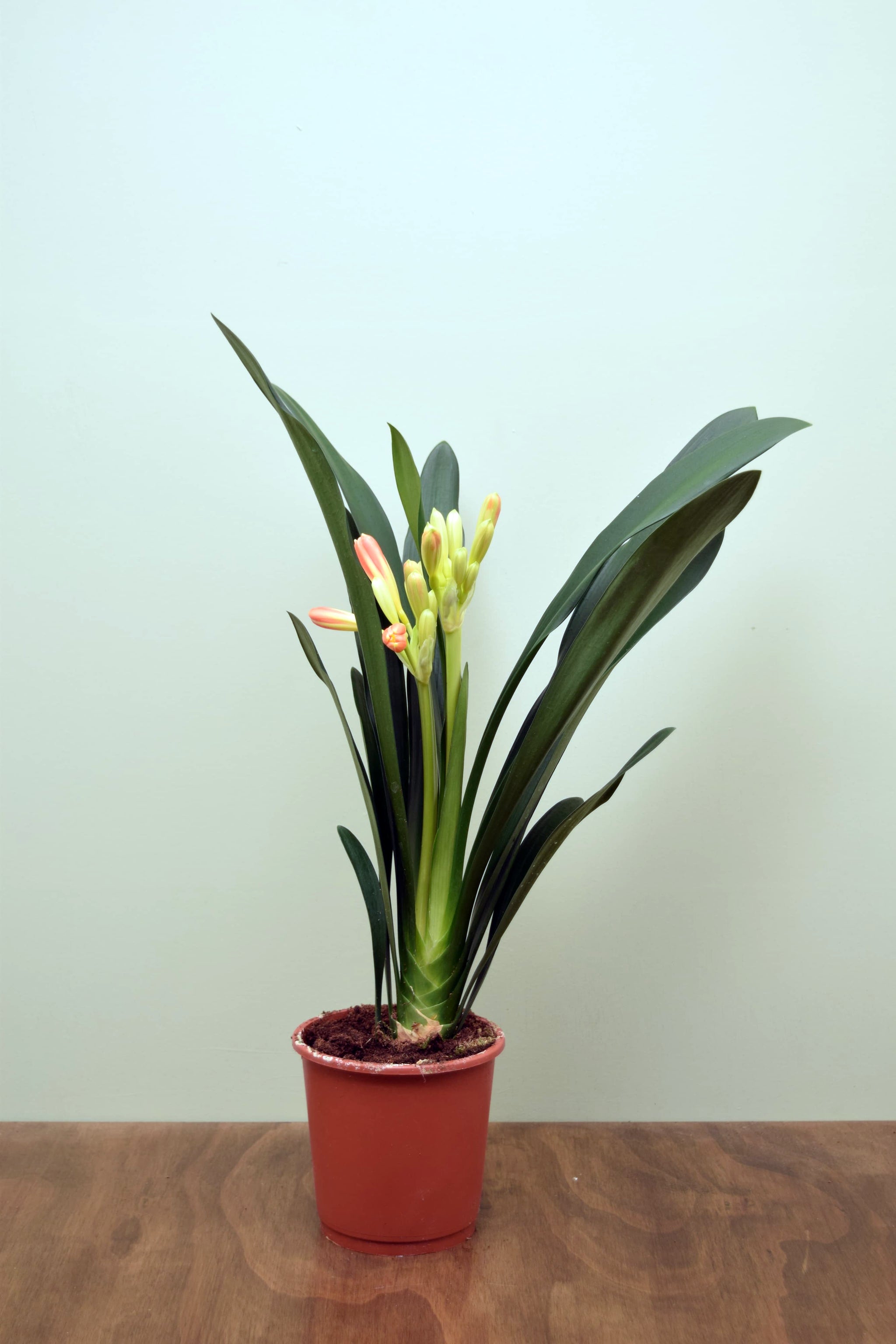 Clivia miniata