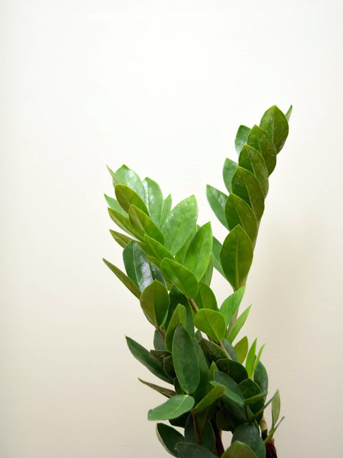 Zamioculcas zamiifolia