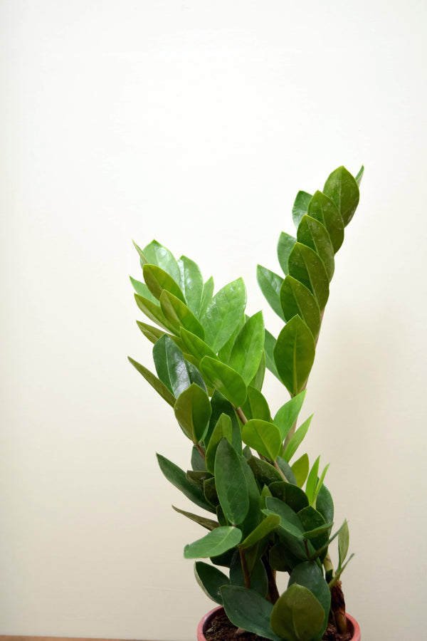 Zamioculcas zamiifolia