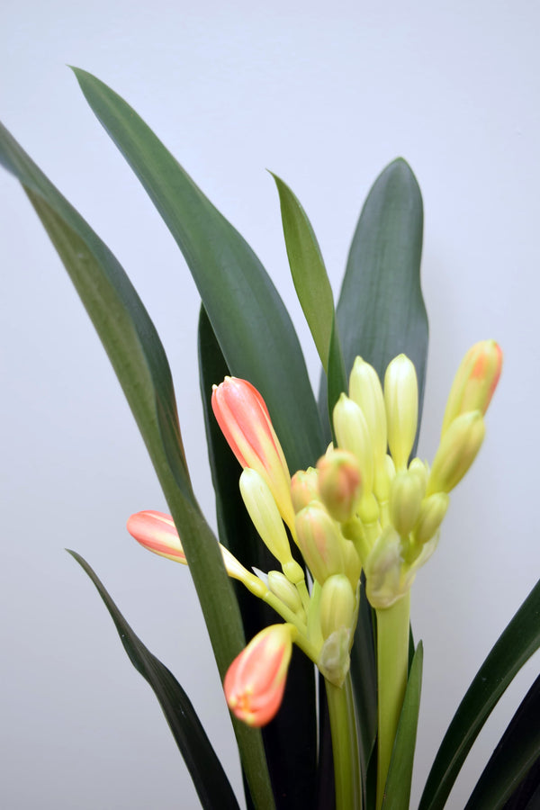 Clivia miniata