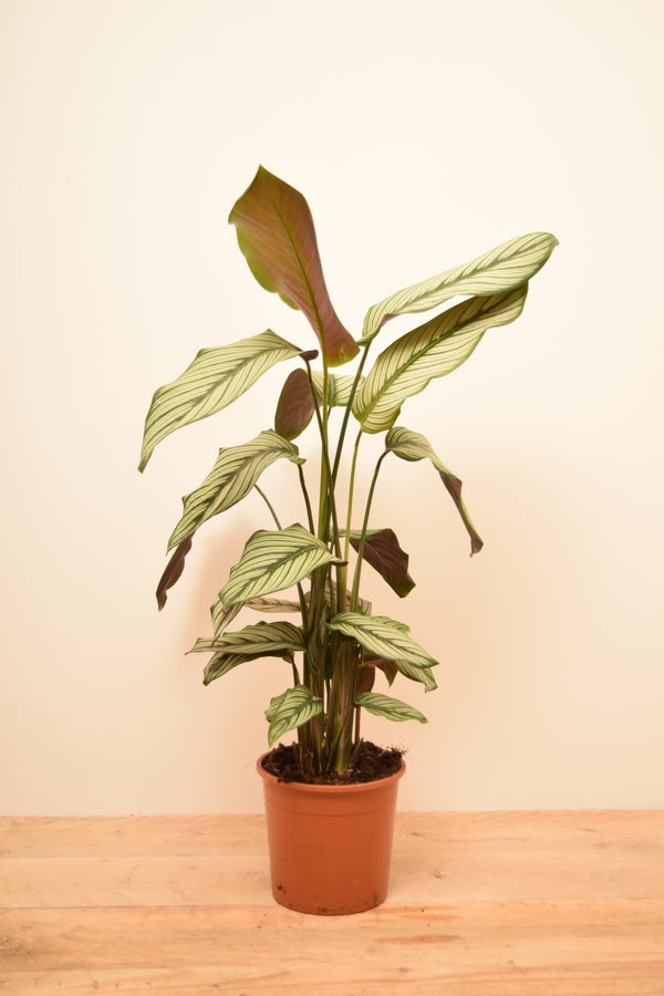 Goeppertia majestica 'Whitestar'