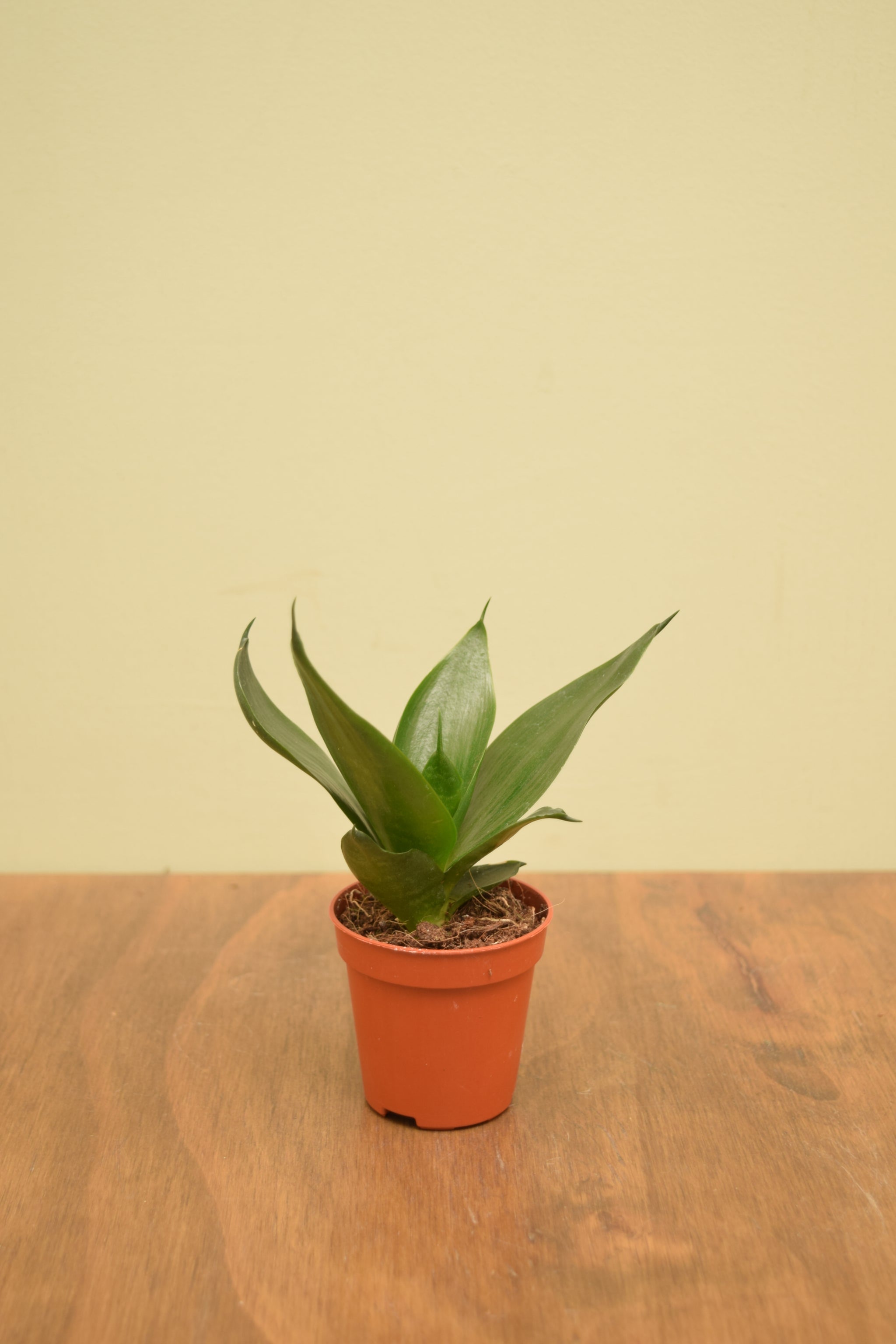 sansevieria hahnii black jade Sansevieria trifasciata 'Hahnii Black'