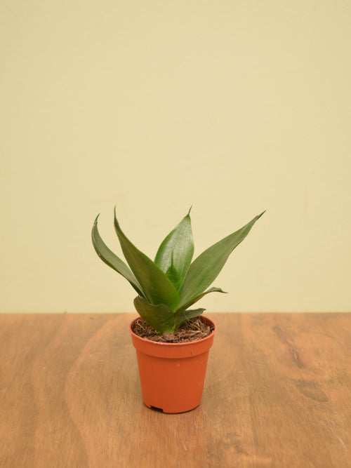 Sansevieria trifasciata 'Hahnii Black'