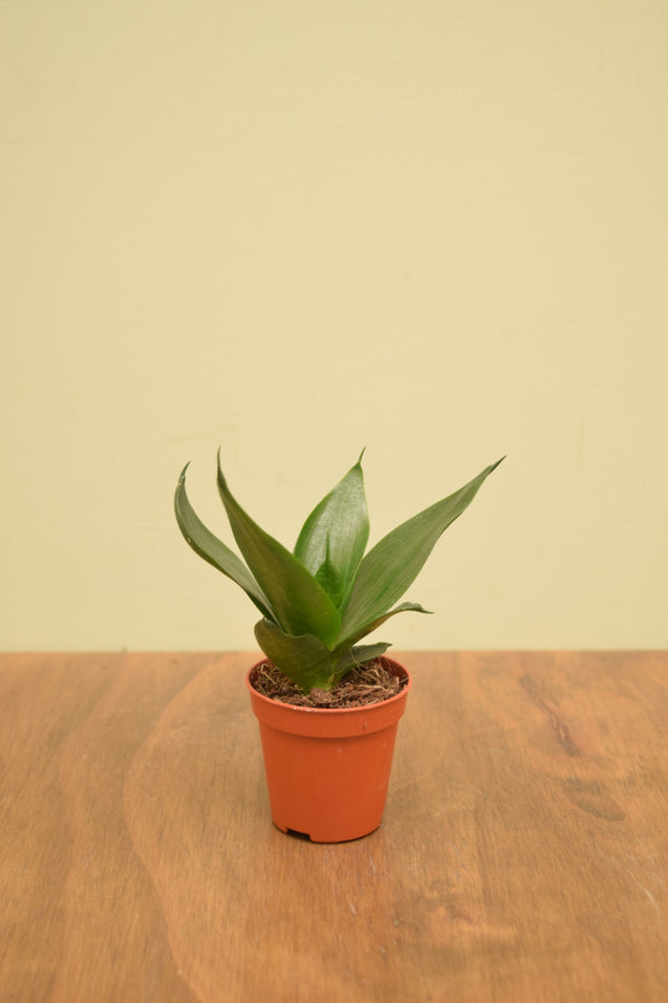 Sansevieria trifasciata 'Hahnii Black'