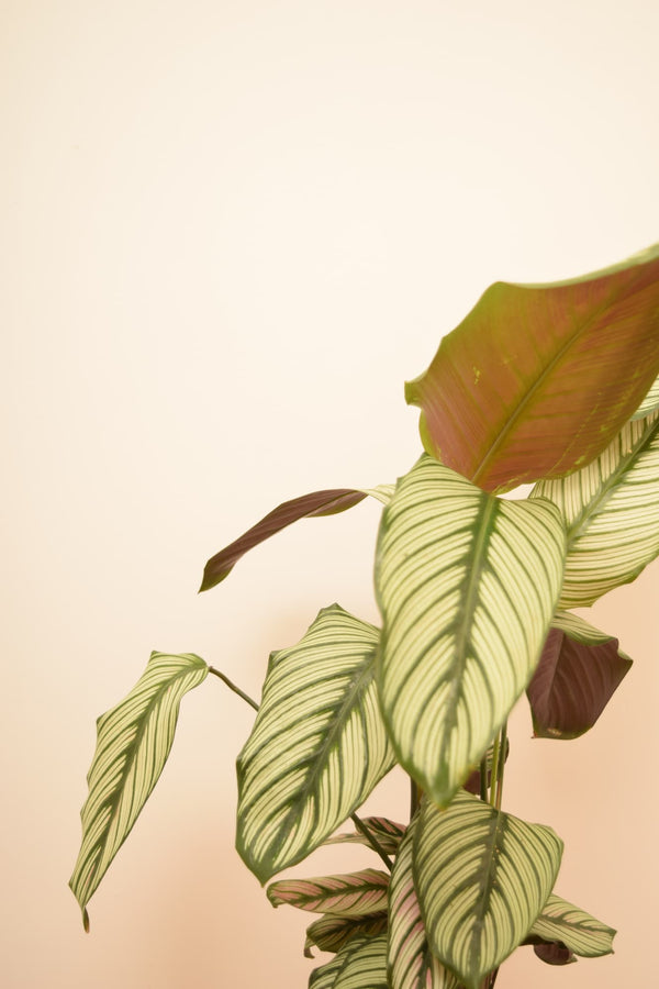 Goeppertia majestica 'Whitestar'