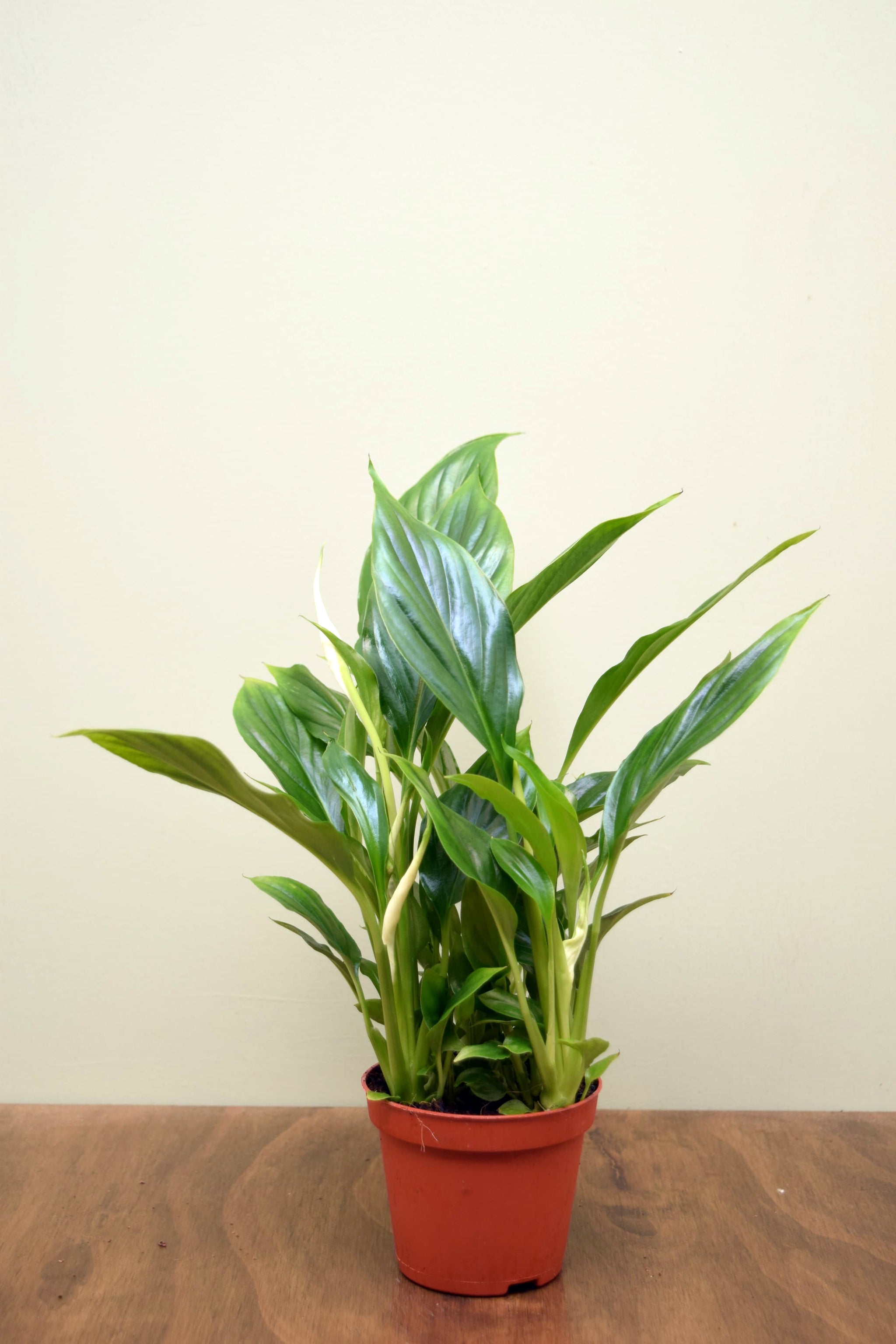 Spathiphyllum