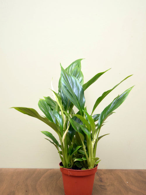 Spathiphyllum