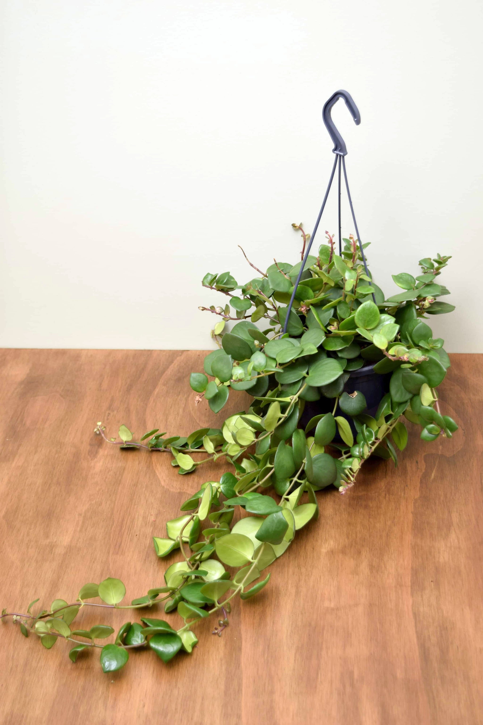 Aeschynanthus 'Pink Polka'