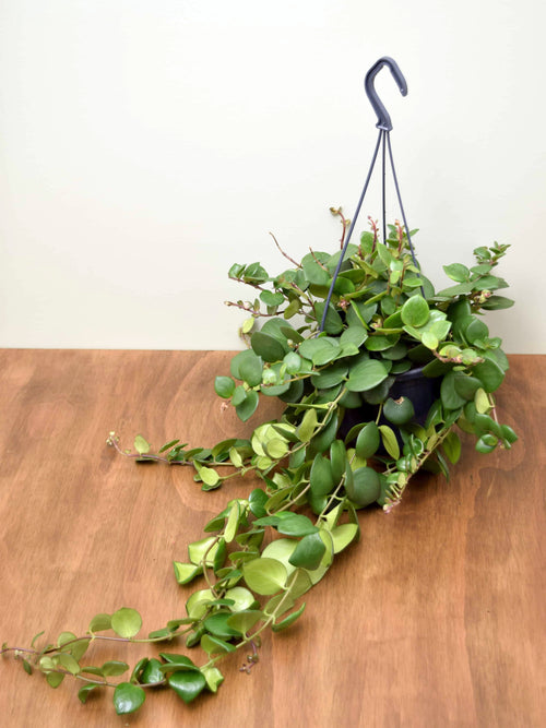 Aeschynanthus 'Pink Polka'