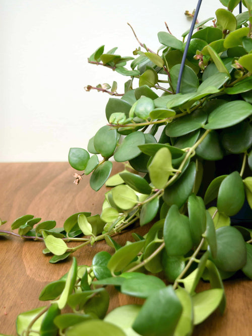Aeschynanthus 'Pink Polka'