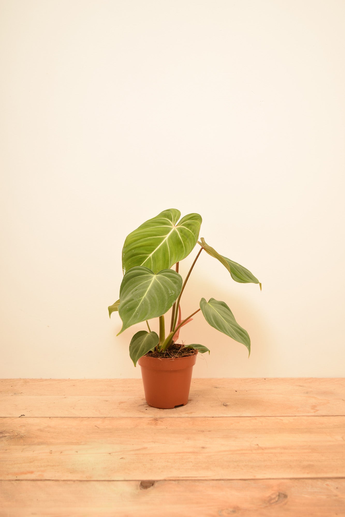 Philodendron gloriosum