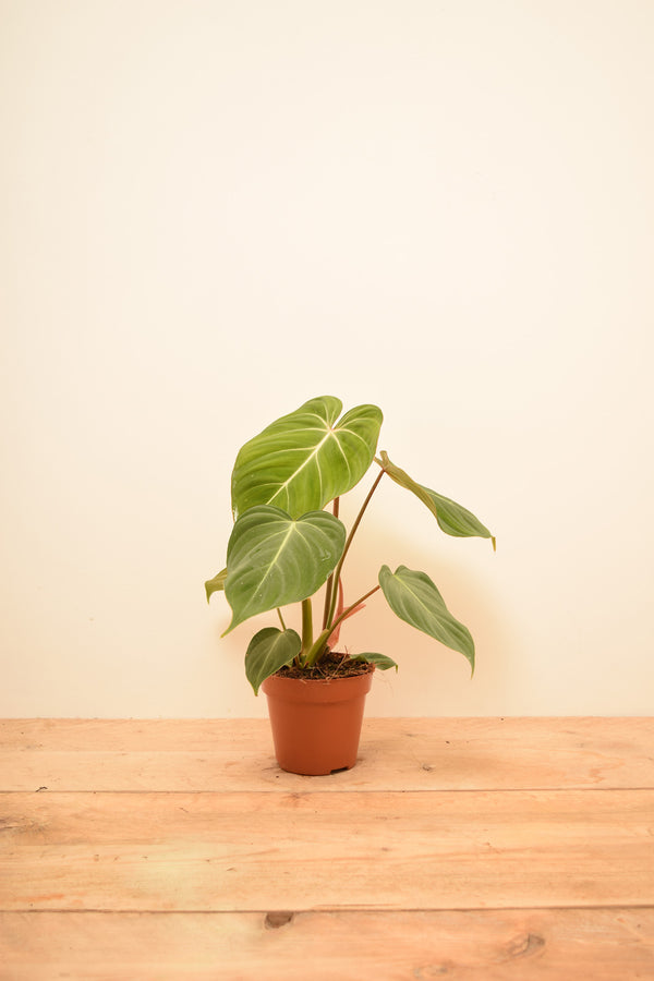 Philodendron gloriosum