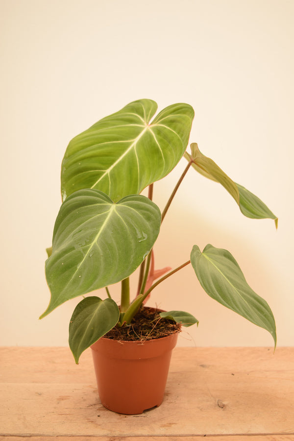 Philodendron gloriosum