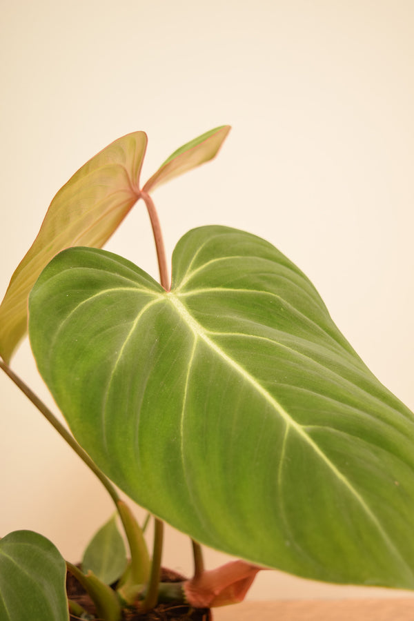 Philodendron gloriosum