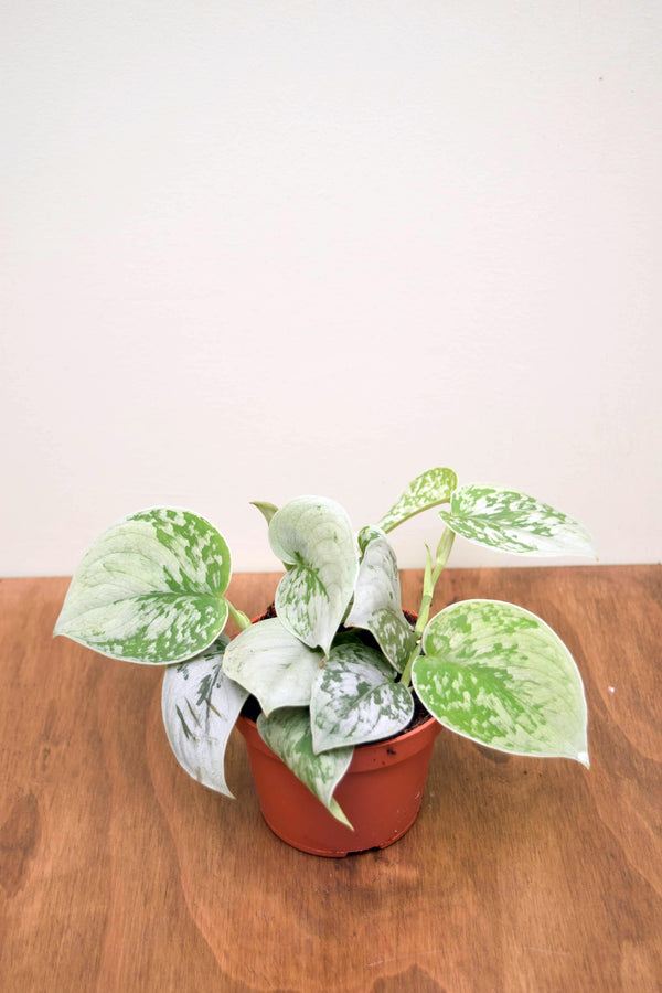 Scindapsus pictus 'Silvery Ann'