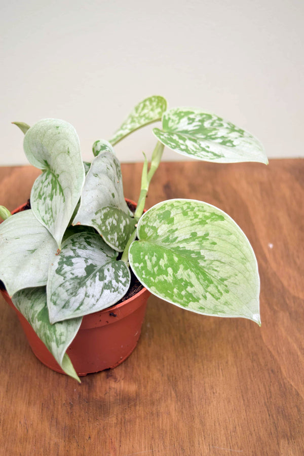 Scindapsus pictus 'Silvery Ann'