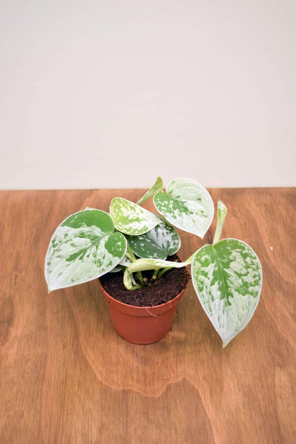 Scindapsus pictus 'Silvery Ann'