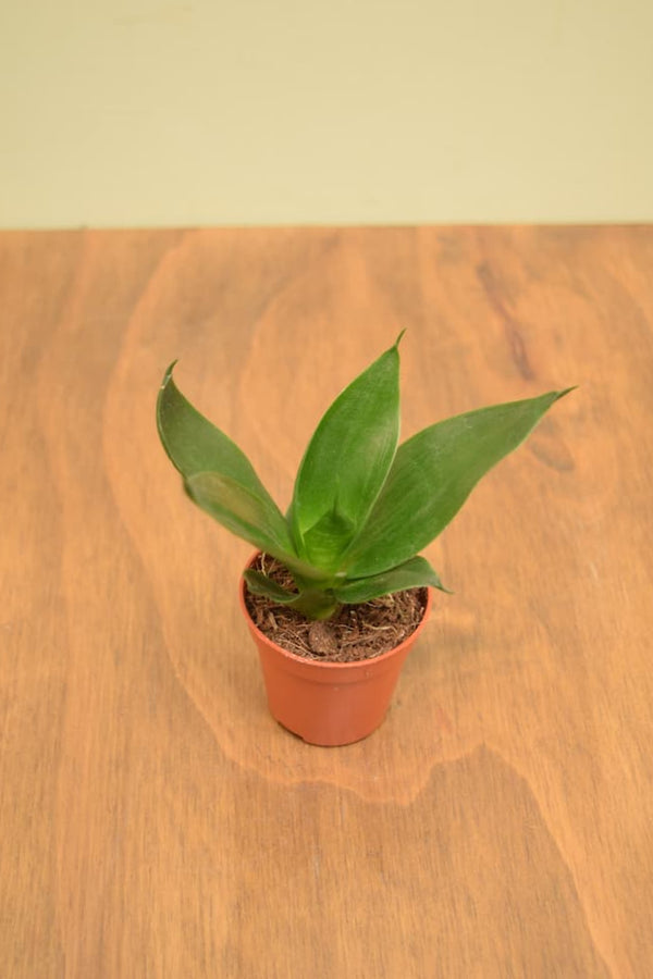 Sansevieria trifasciata 'Hahnii Black'