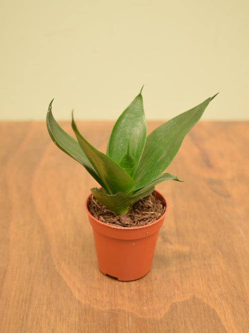 Sansevieria trifasciata 'Hahnii Black'