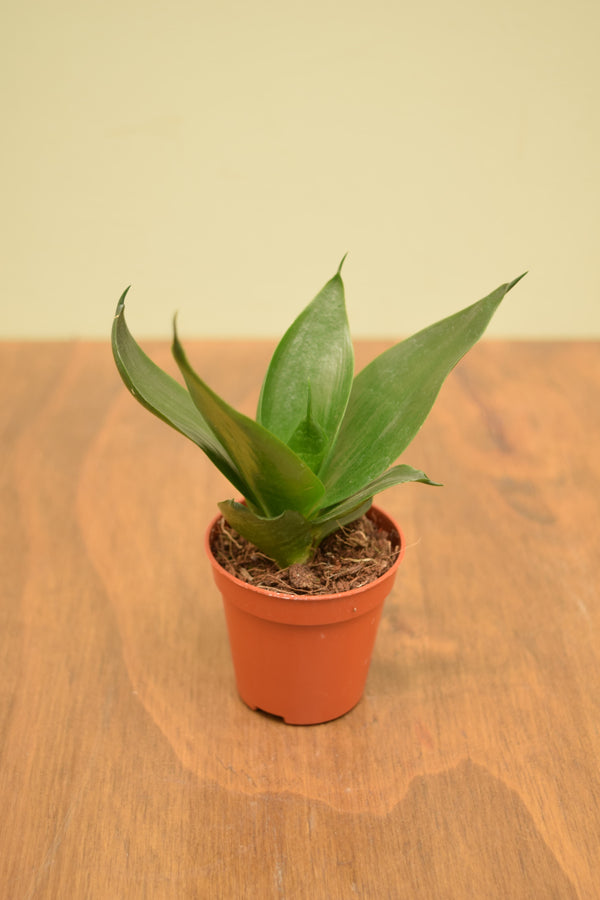Sansevieria trifasciata 'Hahnii Black'
