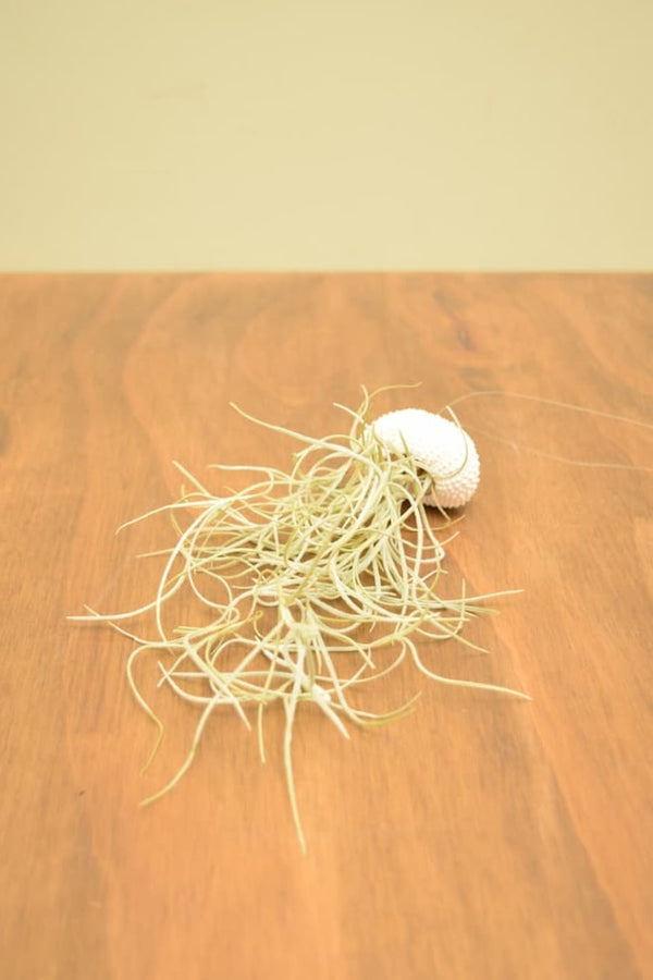 Tillandsia usneoides