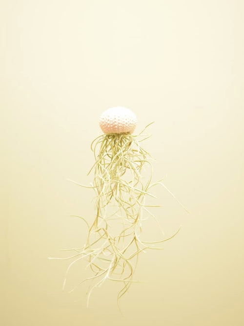 Tillandsia usneoides