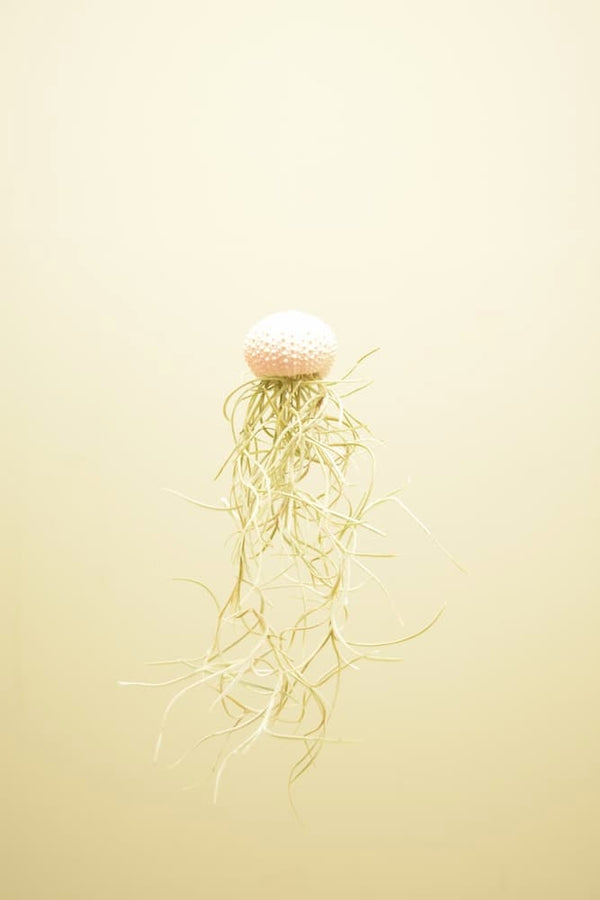 Tillandsia usneoides