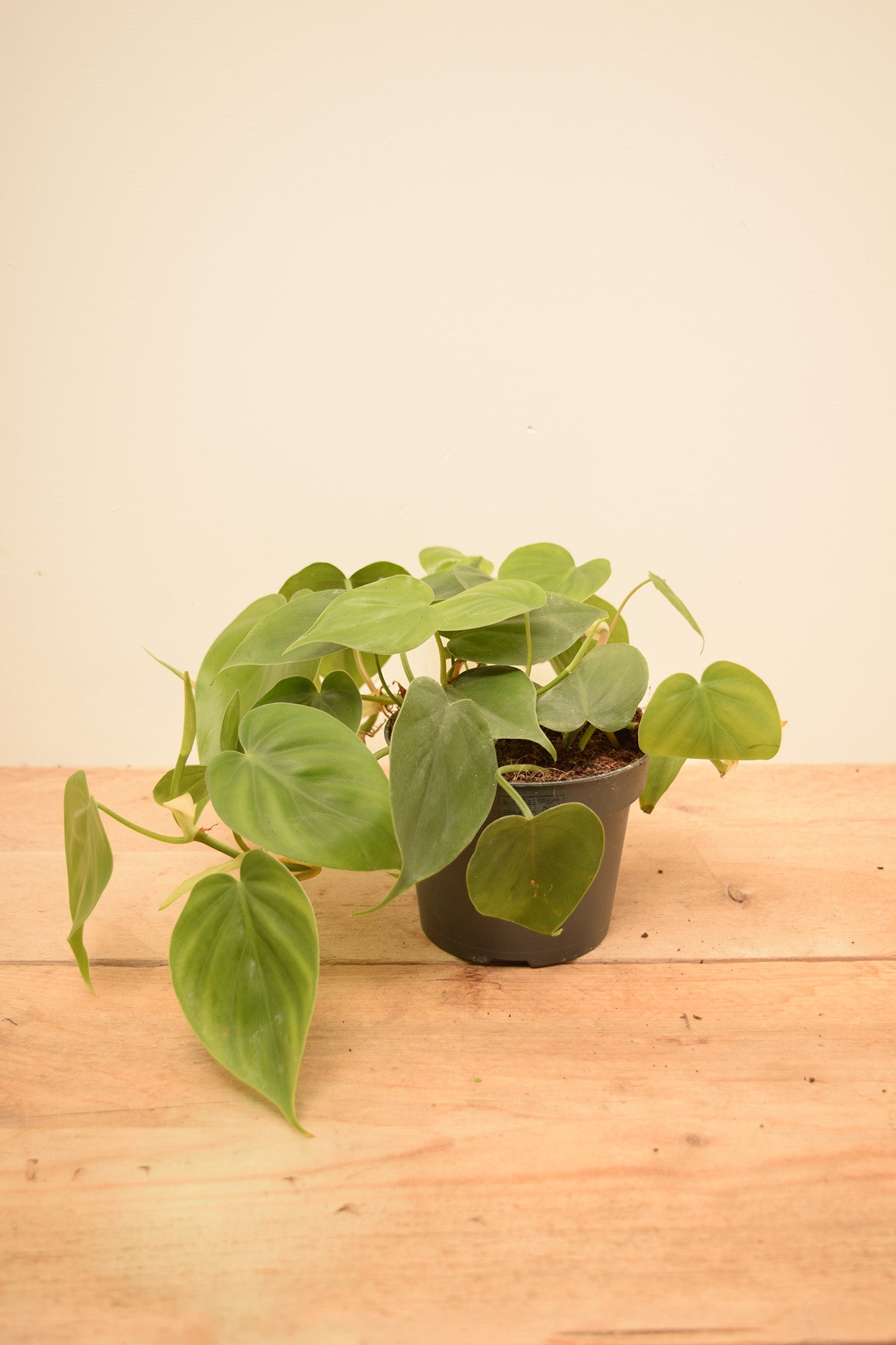 Philodendron hederaceum
