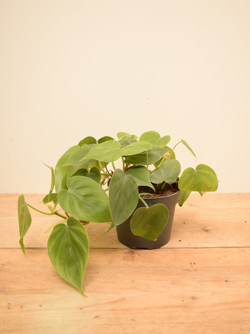 Philodendron hederaceum