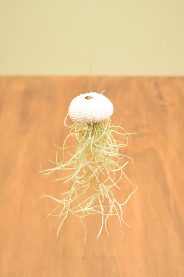 Tillandsia usneoides