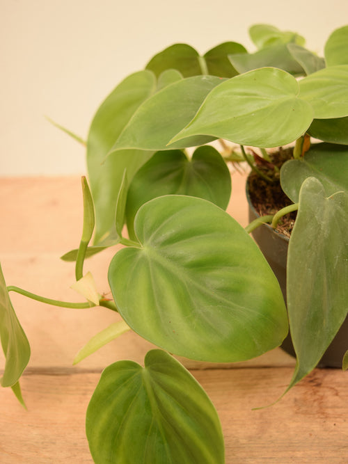 Philodendron hederaceum